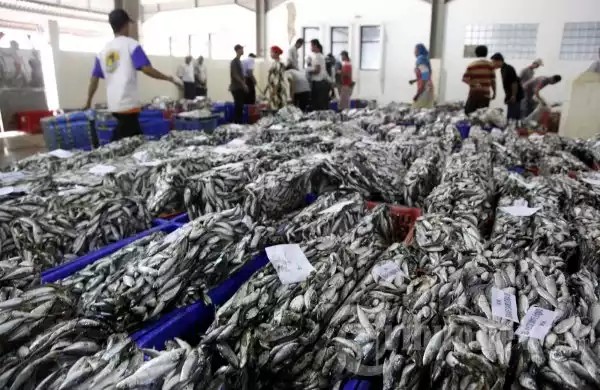 Jual Jual Ikan Koi Murah Harga Terbaru 2020