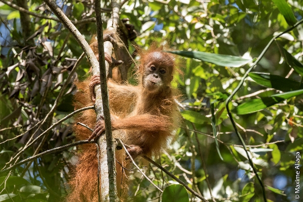 Anak Orangutan Tapanuli di Batang Toru. Foto: Maxime Aliaga
