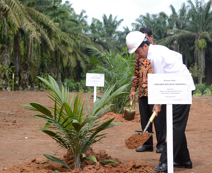 Presiden Joko widodo saat meresmikan Program Peremajaan Sawit Rakyat di Desa Kota Tengah, Kecamatan Dolok Masihul, Kabupaten Serdang Bedagai