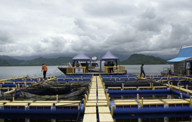 Suasana budidaya kerapu di Pulau Bungin