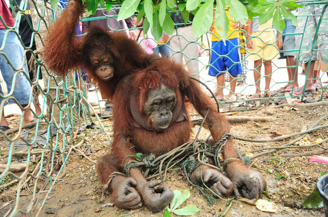 Orangutan2 (National Geographic)