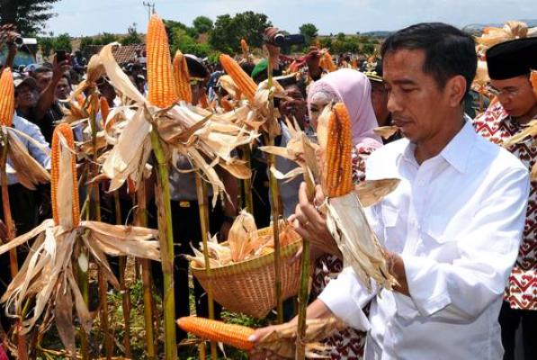 Presiden Jokowi saat panen jagung di NTB