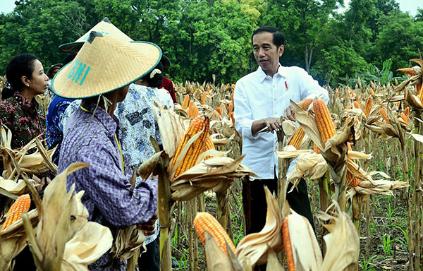 Presiden Joko Widodo melaksanakan panen jagung bersama masyarakat Tuban