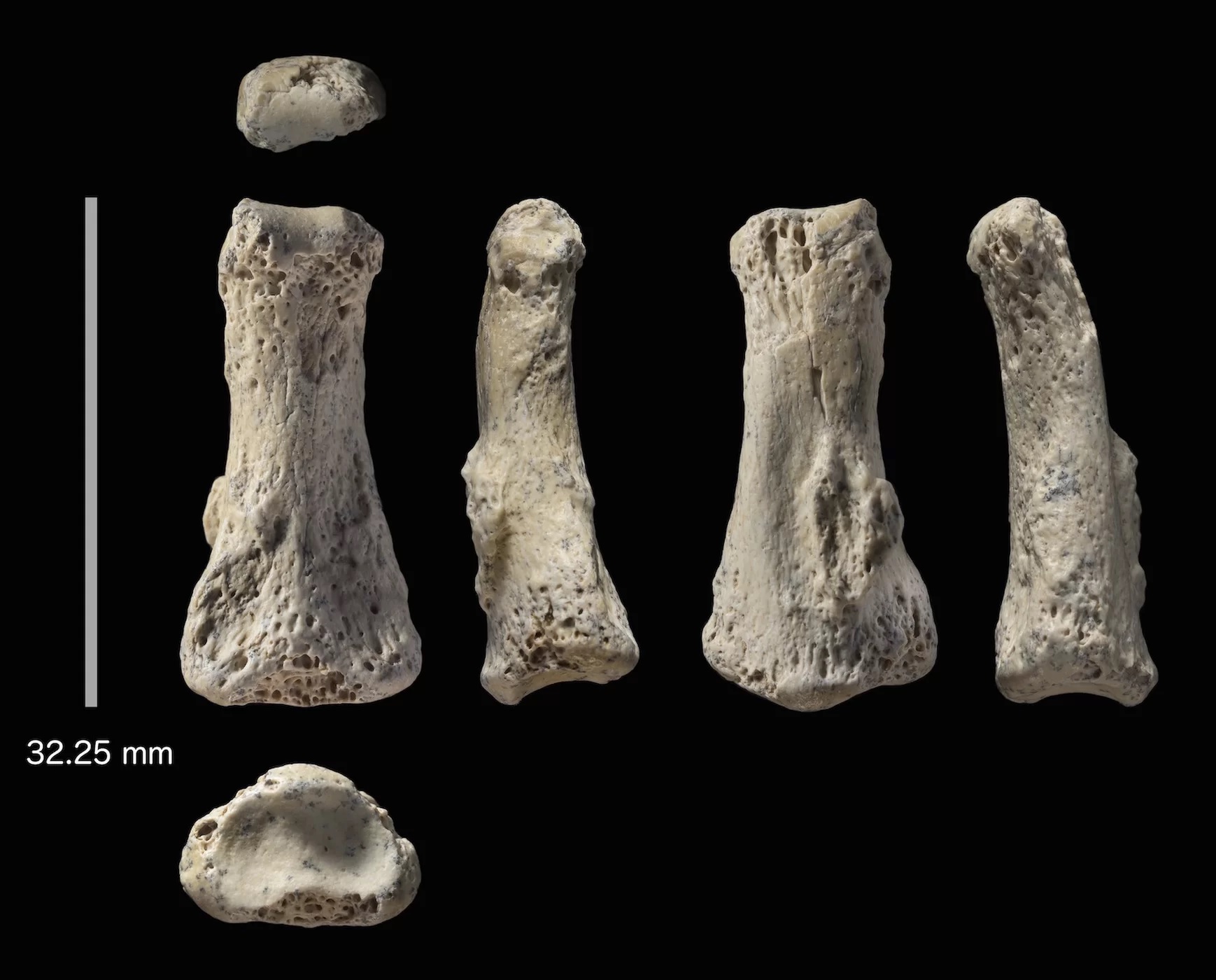 fosil manusia tertua