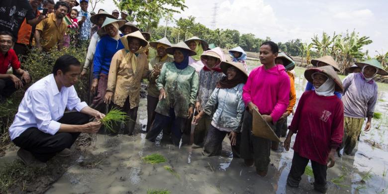 Jokowi mengunjungi petani